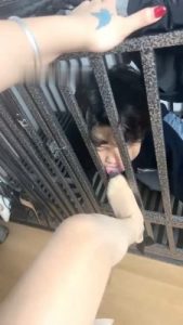 【木子大大】狗笼圈养/舔高跟耳光/犬化/鞭打 bf29018_绳缚吧