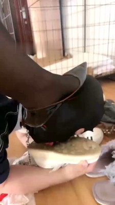 图片[5]_【猫咪大大】脚踩喂食/舔多双脏鞋底/做舔马桶 JS23052620_绳缚吧