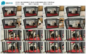 【涵涵】K9狗笼调教 开口器+流口水+镣铐+铁链固定+黑丝+丁字裤+SP_绳缚吧