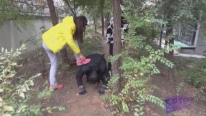 【品丝阁】女主晨练小区遛狗_绳缚吧