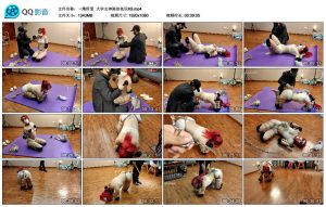 【一绳所爱】大学女神陈依依玩K9_绳缚吧